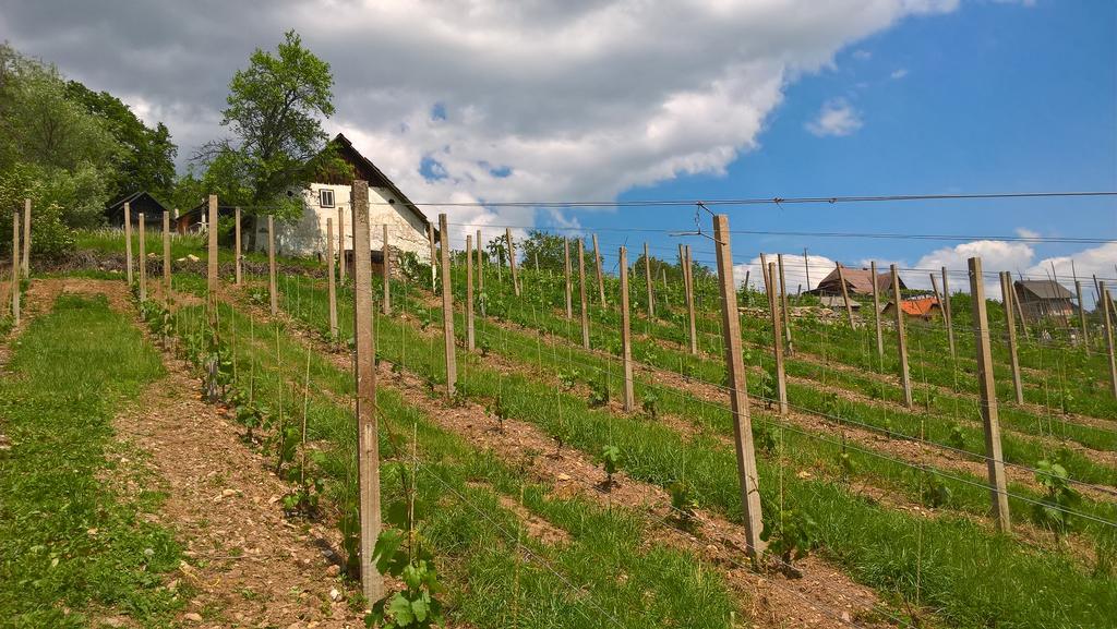 Vineyard Cottage Lustek Νόβο Μέστο Εξωτερικό φωτογραφία